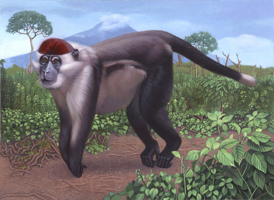 Cherry crown macaque